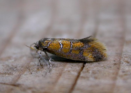Bisigna procerella
