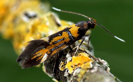 Schiffermuellerina grandis