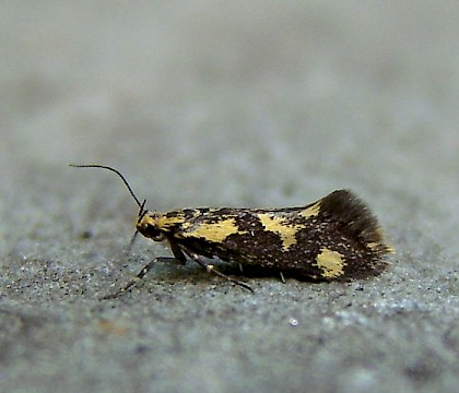 Adult &bull; Pecket Well, Hebden Bridge, W.Yorks. &bull; &copy; Winston Plowes