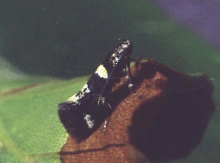 Denisia albimaculea