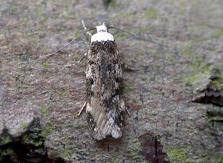 White-shouldered House-moth Endrosis sarcitrella