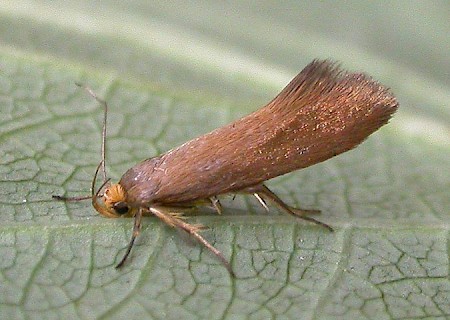 Crassa unitella