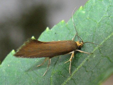 Crassa unitella