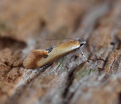 Adult • Kenfig NNR, Glamorgan • © Paul Parsons