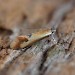Adult • Kenfig NNR, Glamorgan • © Paul Parsons