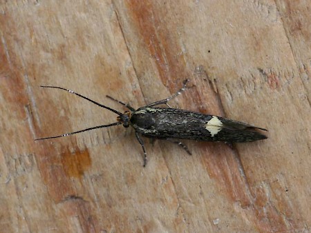 Esperia sulphurella