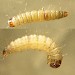 Larva (pre-pupation) • Chorlton, Greater Manchester • © Ben Smart