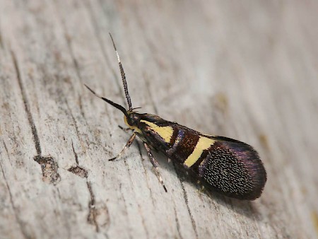 Dasycera oliviella