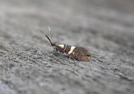 Dasycera oliviella