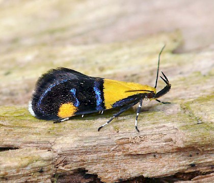 Adult • Wyre Forest, Worcs. • © Patrick Clement