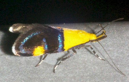 Oecophora bractella