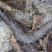 Larva • Hembury Woods, Devon • © Bob Heckford