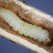 Larva in stem of Bramble • Chudleigh Knighton, S. Devon • © Bob Heckford