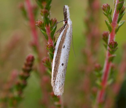 Adult • North Yorkshire • © Graham Featherstone