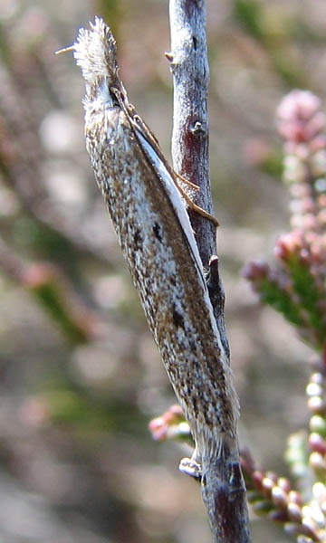 Pleurota bicostella