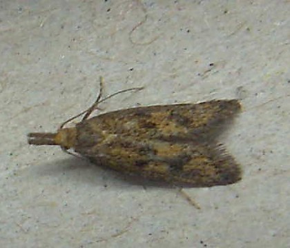 British Moths | Thumbnail List by Family | Oecophoridae