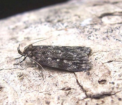 Oecophoridae