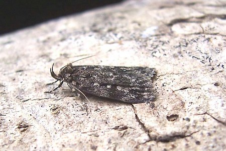 Barea asbolaea