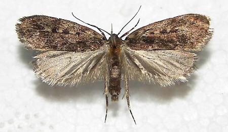 Barea asbolaea