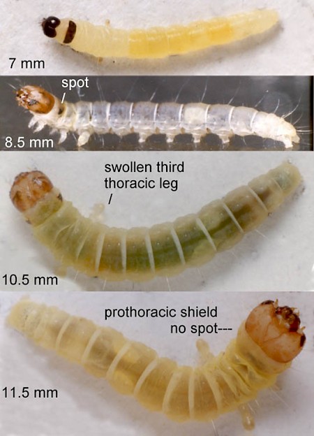 Diurnea fagella