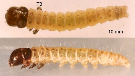 Dasystoma salicella