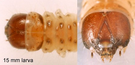 Dasystoma salicella