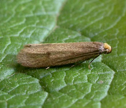 Adult • Sned Wood, Herefordshire • © Patrick Clement