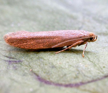 Adult • Wyre Forest, Worcs • © Oliver Wadsworth