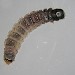 Larva • Ex. female, gen. det. Newtonmore, East Inverness-shire • © Bob Heckford