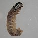 Larva • Ex. female, gen. det. Newtonmore, East Inverness-shire • © Bob Heckford