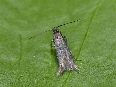 Amphisbatis incongruella