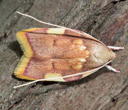 Peleopodidae