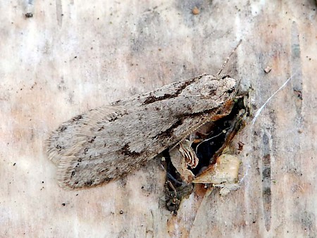 Semioscopis avellanella