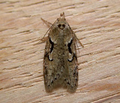 Adult • Downderry, Cornwall, leg. J. Nicholls • © Leon Truscott