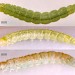 17mm larva • on Salix. June. Imago reared. • © Ian Smith