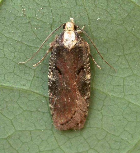 Agonopterix liturosa