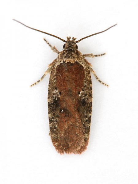 Agonopterix purpurea