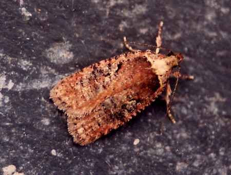 Agonopterix conterminella