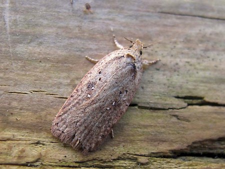 Agonopterix scopariella