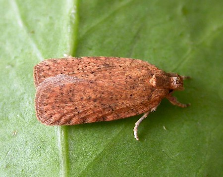 Agonopterix carduella