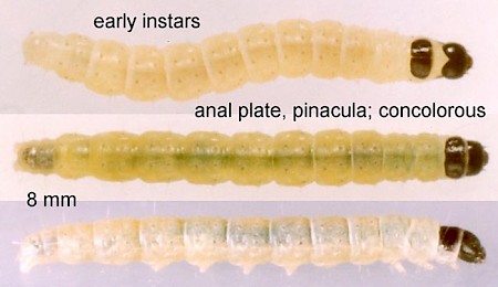 Agonopterix carduella