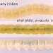 Larva 8mm. • June, on Centaurea nigra • © Ian Smith