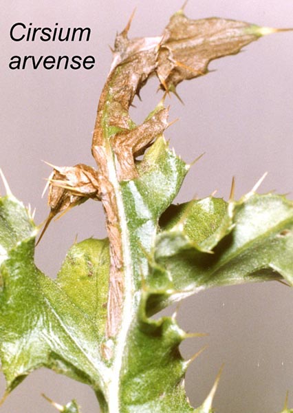 Agonopterix carduella