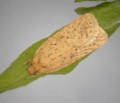 Adult • Lizard, Cornwall. Reared from larva on Serratula tinctoria. • © Bob Heckford