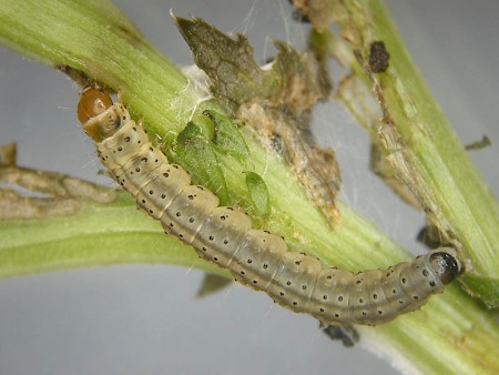 Agonopterix kuznetzovi