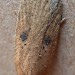 f. rhodochrella • Guernsey, Channel Islands • © Mark Lawlor