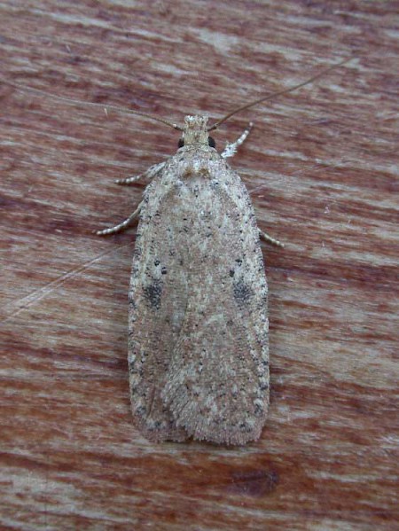 Agonopterix propinquella