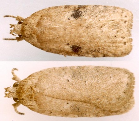 Agonopterix propinquella