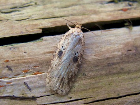 Agonopterix arenella