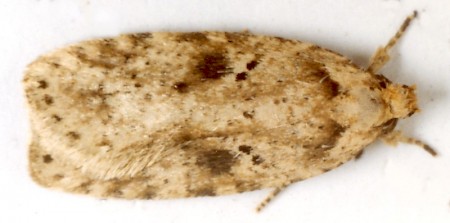 Agonopterix arenella